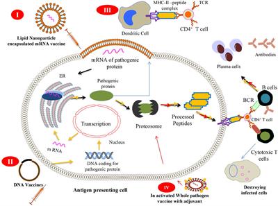 Molecular and Clinical Aspects of COVID-19 Vaccines and Other Therapeutic Interventions Apropos Emerging Variants of Concern